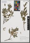 Foto von Salix waldsteiniana Willd.